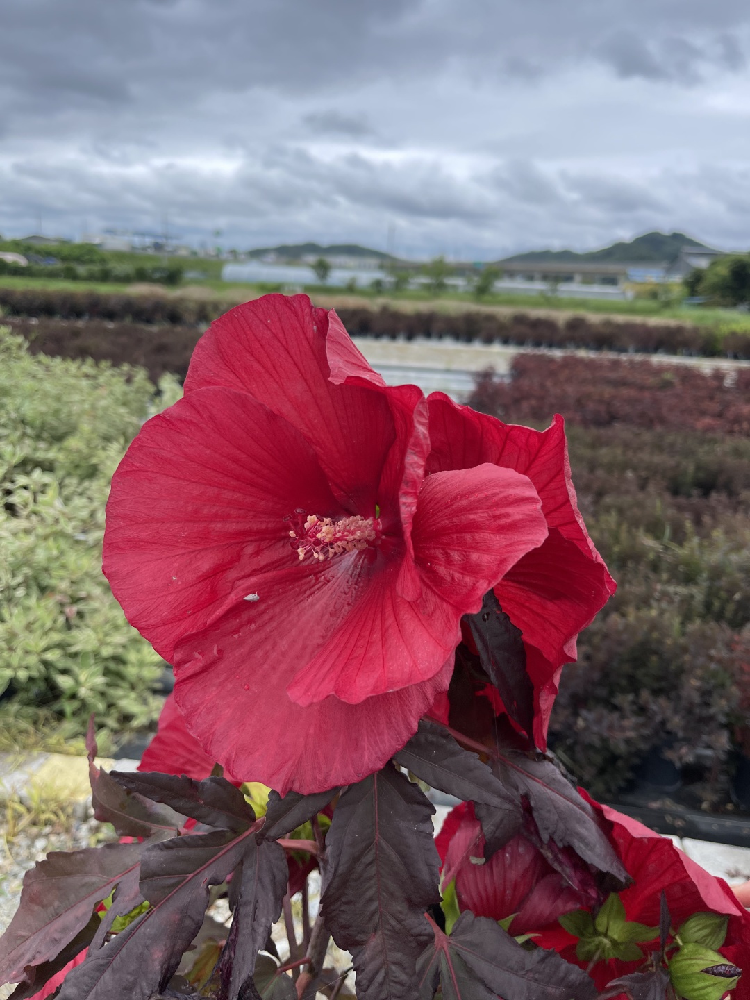 Hibiscus moscheutos 'Carousel Geant Red'